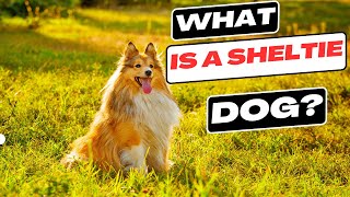 What is a Sheltie Dog [upl. by Akenehs]