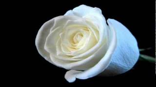 Solomun  White Rose Original Mixflv [upl. by Eicaj727]