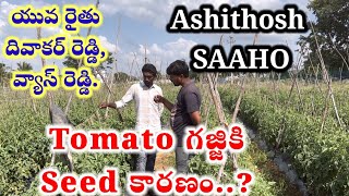 గజ్జికి కారణం టమోటాseed సీడు Tomato seeds selection is very important in tomato plantation [upl. by Herring444]