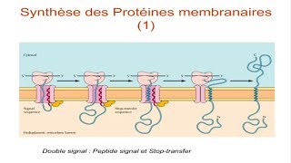 Les ribosomes et la synthèse protéique [upl. by Aita]