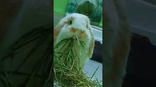 rabbit bunny bunnyasmr [upl. by Bannerman]