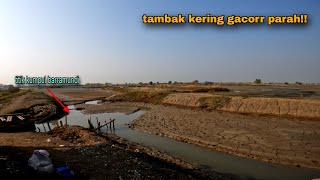 gacor paraah mancing kakap putih di empang bandeng yang hampir kekeringan [upl. by Willie116]