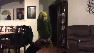 How to teach a double yellow head amazon parrot to talk [upl. by Barger851]