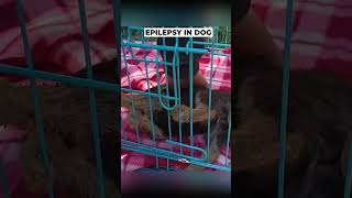 Epilepsy amp Seizure in a Dog epilepsy [upl. by Eidnar]