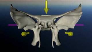 Sphenoid in craniosacral movement [upl. by Hasen]