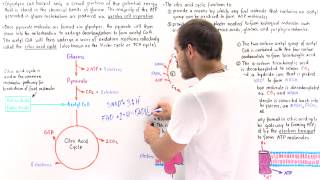 Introduction to Citric Acid Cycle [upl. by Ebbie]