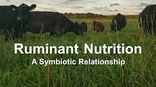 Ruminant Nutrition A Symbiotic Relationship [upl. by Aihsyla122]