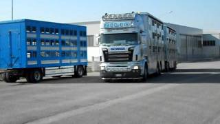 scania R Zilio v8 trasporto bestiame [upl. by Assirehc]