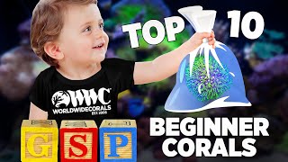 5 Best Beginner Corals  Easiest To Keep Salt Water Corals [upl. by Zoldi]