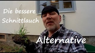 Schnittknoblauch anbauen Tipps zum Standort Pflege Aussaat Schnittlauch  Knoblauch Alternative [upl. by Genaro150]