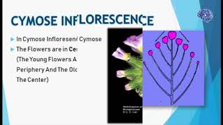 Inflorescence and its types cymose inflorescence [upl. by Konyn]