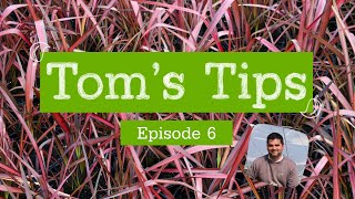 Toms Tips 6  Phormium  Greenwood Plants [upl. by Gwenni]