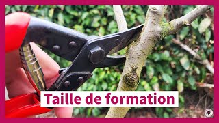 La taille de formation des arbres fruitiers en axe vertical [upl. by Ninon]