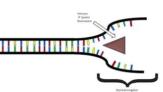 Die DNAReplikation 5 [upl. by Winnie]