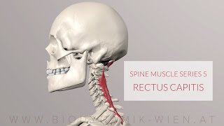 Spine Series Part 5 Neck Muscles Rectus Capitis Posterior Minor 3D Animation [upl. by Ethben713]