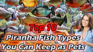 Top 10 Piranha Fish Types You Can Keep as Pets [upl. by Laband]