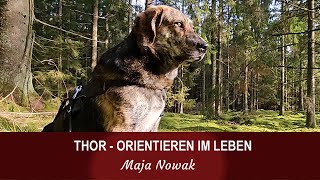 THOR  ORIENTIEREN IM LEBEN  von Maja Nowak [upl. by Becka]