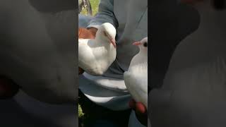 Pati Wale Kabootaron Ka Shouk Karen shorts video love viralvideo birds kabotar pigeon comedy [upl. by Nsaj]