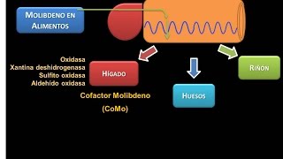 Minerales Molibdeno [upl. by Ecnarwal311]