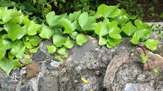 نبات حبل المساكين Hedera Helix [upl. by Ahserb144]