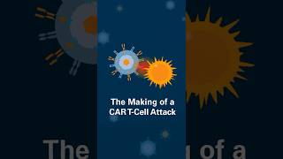 The Making of a CAR TCell Attack [upl. by Ahsetra]