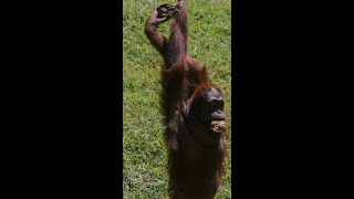 Orangutan stretching at Borås Zoo Sweden [upl. by Pheni]