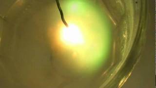 Electric discharge in water [upl. by Oina]