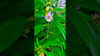 Til Ke Flowers 🌿gardening garden flowers video farming tilvastu vastutips NatureBeauty KD [upl. by Frazier]