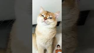 Nika Cat Loves Fast Food🌭🍔🍟🍕 cat funny shorts subscribe shortvideo [upl. by Milton]