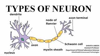 Neuron Types  Different Types of Neuron on the basis of Structural Differences  Physiology [upl. by Eserrehs62]