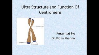 Ultrastructure and Function of Centromere By Dr Vibha Khanna [upl. by Calvinna]