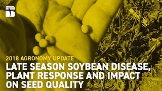 Late Season Soybean Disease Plant Response and Impact on Seed Quality  Becks Agronomy Update [upl. by Ydieh853]