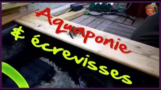 Petit élevage décrevisses en aquaponie [upl. by Diogenes]