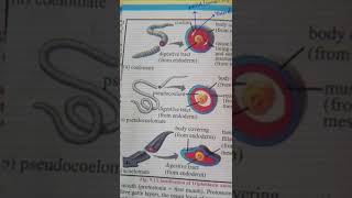 CoelomatesAcoelomates And Pseudocoelomates ❤doctorbiology [upl. by Mott9]