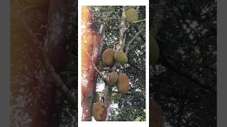 Artocarpus Heterophyllus Jackfruit Yaca Jaca Nanca [upl. by Storfer326]