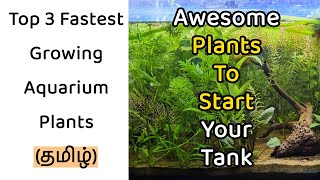 🐠☘️த Top 3 fastest growing plants in தமிழ் [upl. by Anallise525]