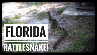 Monster Eastern Diamondback Rattlesnake in backyard Palm Coast Florida 🐍 [upl. by Flan]