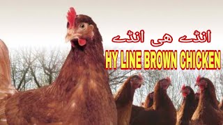 HYLINE BROWN CHICKEN  HYLINE BROWN HEN  BEST EGG LAYING BREED  BEST CHICKEN FOR EGGS IDEAS TIME [upl. by Alpheus920]