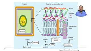 💊 🦠 Antimicóticos  antifúngicos 👨🏿‍🔬 🩺 Farmacología de los antimicrobianos [upl. by Marin]