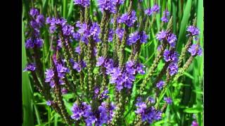 Vervain Herb Health Benefits [upl. by Nesral]