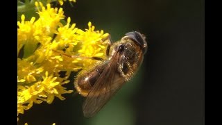 Laat hoefbladgitje Cheilosia canicularis [upl. by Atenik]