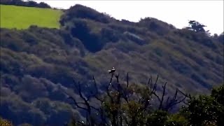 16 Sep midday  Osprey passing thru stops for a preen  ©️BywydGwylltGlaslynWildlife [upl. by Burke]