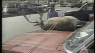 Grand Sport Auto Body Commercial Talking Deer [upl. by Narba255]