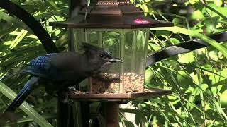 Bird Feeder Focus Fix Upconvert to 4K Canon XLH1 [upl. by Solim]