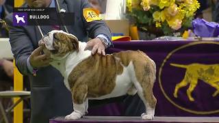 Bulldog part 1  Breed Judging 2019 [upl. by Stanfill157]