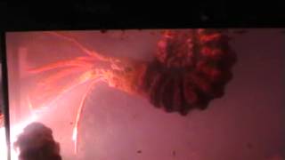 ammonite alive caught on tape [upl. by Starling824]