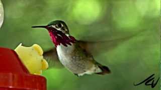 Hummingbirds  YouTube HD [upl. by Sorazal]