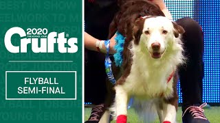 Flyball  Semi Finals  Crufts 2020 [upl. by Anida]