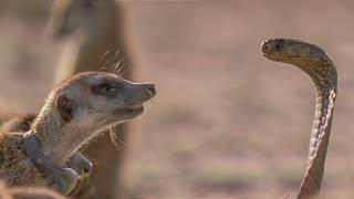 Brave Meerkats vs Cobra A Fight to Protect Their Pups  Nature Bites [upl. by Anyer298]