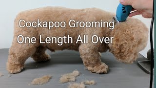 Cockapoo Grooming One Length All Over [upl. by Drye]